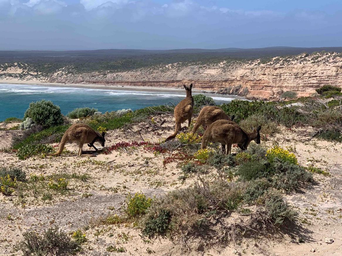 Kangaroos near the a beach