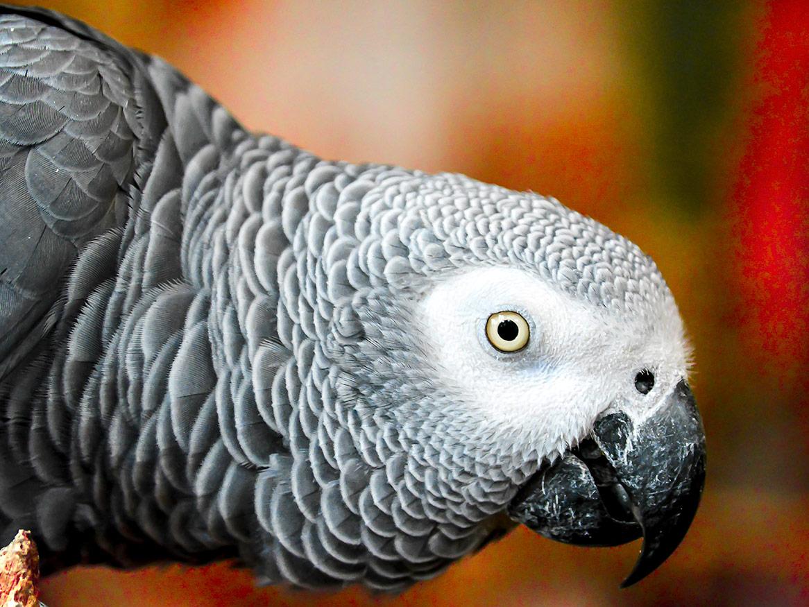 Parrot: C.P. Eewing
